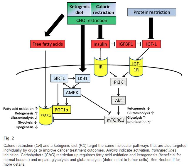 cr-kd-metabolic-pathways