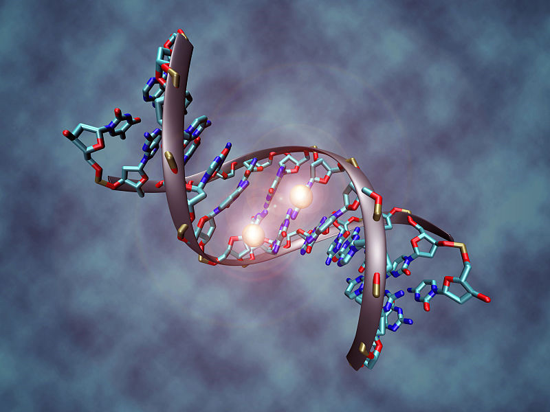 dnamethylation