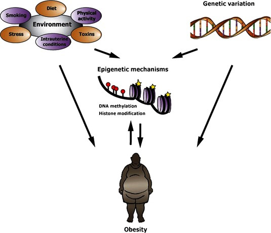 (Click image to view picture in article.) Gene–Lifestyle Interactions in Obesity - A model of the interplay between environmental/genetic factors and epigenetic changes in the establishment of obesity. Genes, environment, and epigenetic marks can directly lead to increased adiposity. Genes and environment can interact through their influence on the epigenome. Although epigenetic changes may cause obesity, it is often not really clear if they precede obesity, or vice versa 