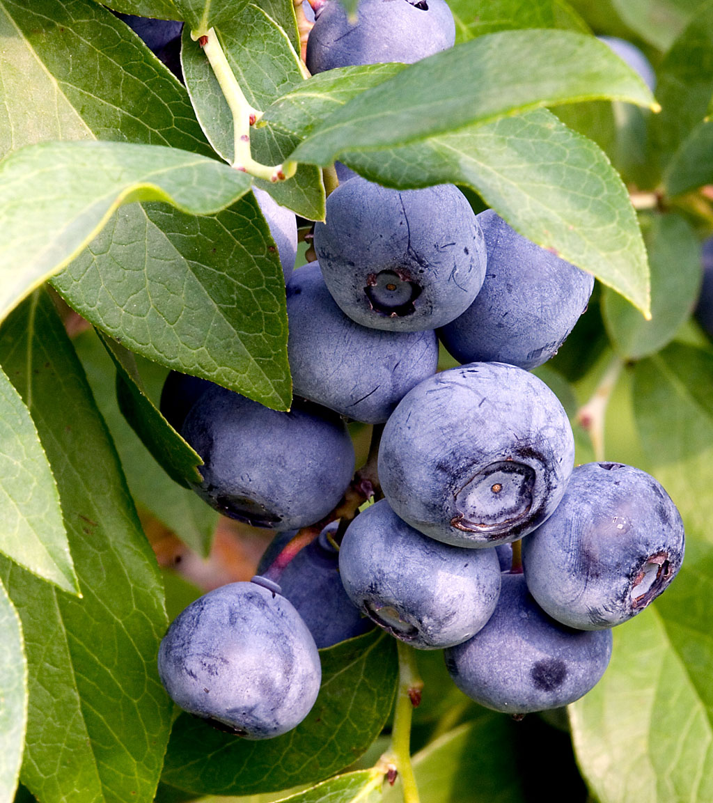 Blueberries_on_branch